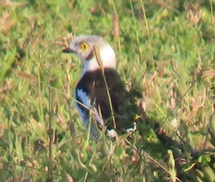 Prionops plumatus poliocephalus