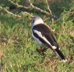 Prionops plumatus poliocephalus