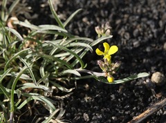 Erysimum etnense