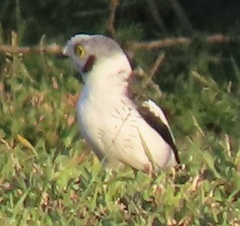 Prionops plumatus poliocephalus