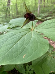 Trillium erectum