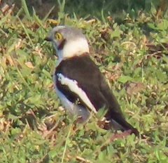 Prionops plumatus poliocephalus