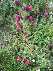 Echium creticum