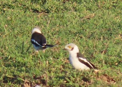 Prionops plumatus poliocephalus