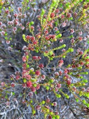 Erica petraea