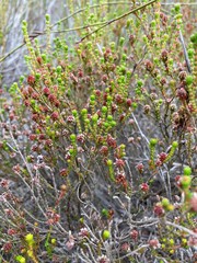 Erica petraea