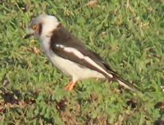 Prionops plumatus poliocephalus