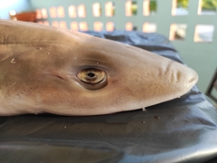 Mustelus mustelus