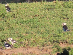 Prionops plumatus poliocephalus