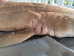 Mustelus mustelus