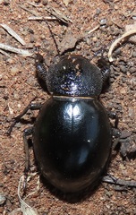 Ocnodes scrobicollis