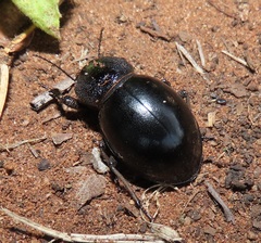 Ocnodes scrobicollis