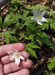 Anemonoides nemorosa