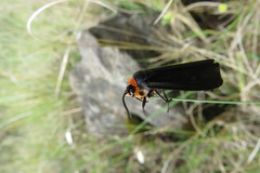 Gnamptonychia ventralis