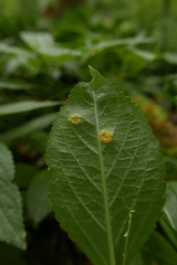 Melampsora rostrupii