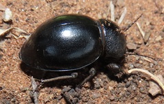 Ocnodes scrobicollis