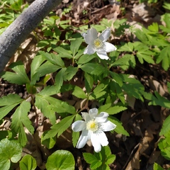 Anemonoides nemorosa