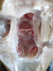Mustelus mustelus