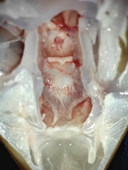 Mustelus mustelus