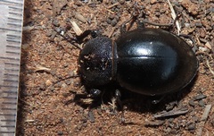 Ocnodes scrobicollis