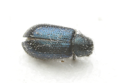 Coleoptera