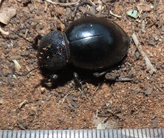 Ocnodes scrobicollis