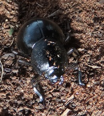 Ocnodes scrobicollis