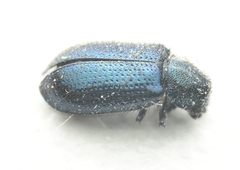 Coleoptera