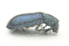 Coleoptera