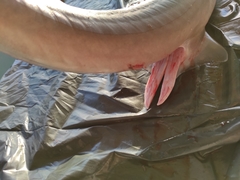 Mustelus mustelus