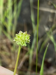 Sanguisorba occidentalis