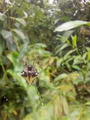 Verrucosa scapofracta