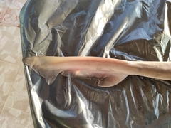 Mustelus mustelus