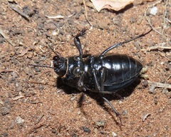 Ocnodes scrobicollis