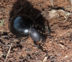 Ocnodes scrobicollis