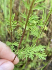 Sanguisorba occidentalis