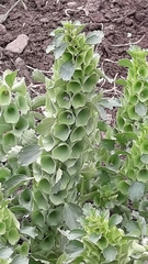 Moluccella laevis