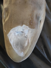 Mustelus mustelus