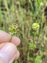 Sanguisorba occidentalis
