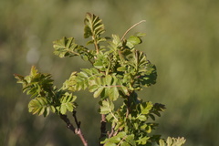 Rhus coriaria