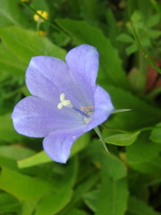 Campanula rhomboidalis