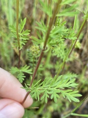 Sanguisorba occidentalis