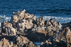 Phalacrocorax neglectus