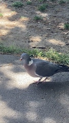 Columba palumbus