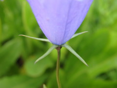 Campanula rhomboidalis