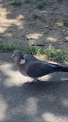 Columba palumbus