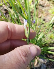 Sisyrinchium elizabethiae