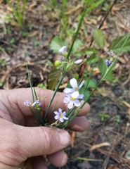 Sisyrinchium elizabethiae