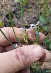 Sisyrinchium elizabethiae
