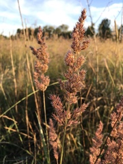 Agrostis exarata